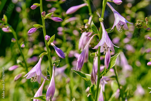 The purple blooms of hosta plantaginea hang down from their scape