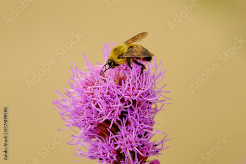 A common eastern bumblebee lands on top of a dense star purple flower