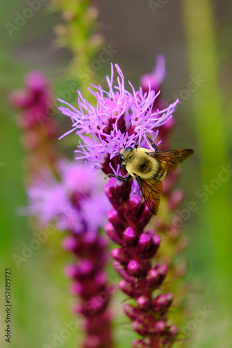 The common eastern bumblebee pollinates the densely clustered purple flowers of the liatris