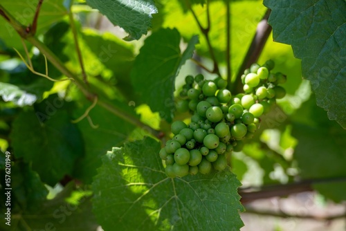 Фотография grapes on the vine  ripening ready to be pressed into wine