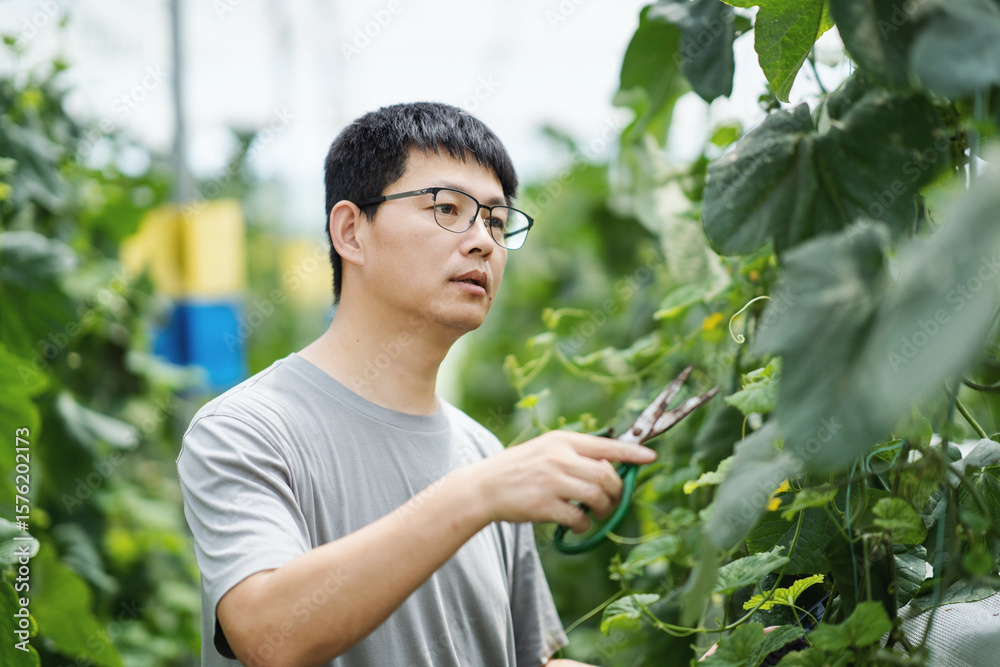 asian farmer wrorking in greenhouse asian farmer wrorking in greenhouse