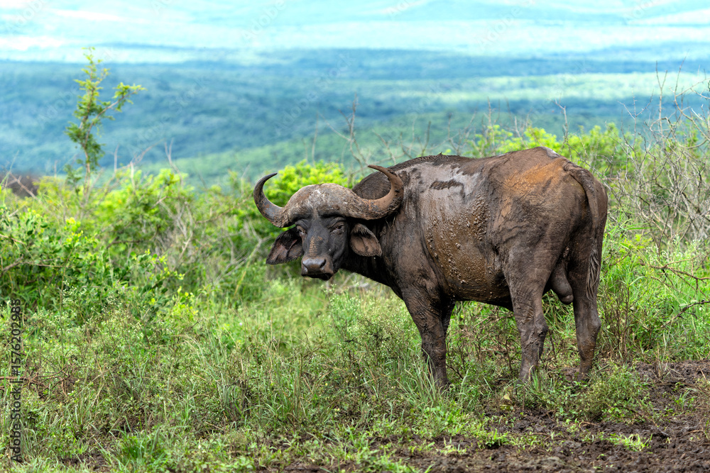 Obraz premium Old Affrican Buffalo (Syncerus caffer) bull walking after a mud bath in Hluhluwe Imfolozi National Park in South Africa 