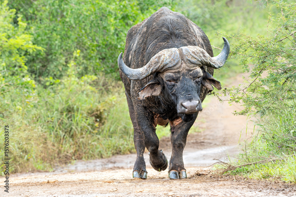 Obraz premium Old Affrican Buffalo (Syncerus caffer) bull walking after a mud bath in Hluhluwe Imfolozi National Park in South Africa 