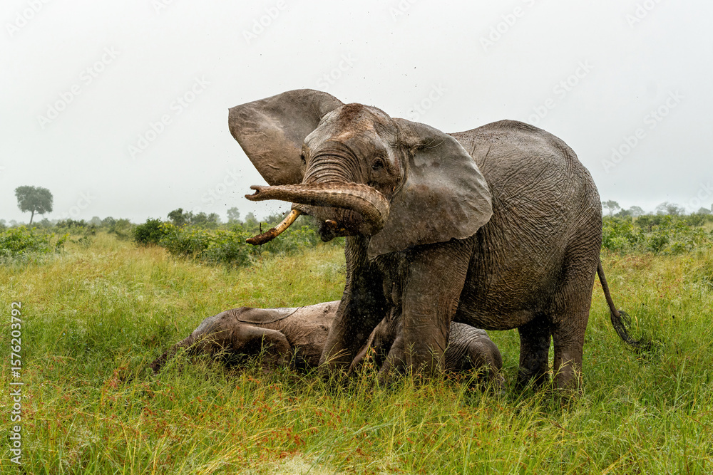 Fototapeta premium Elephants walking around in the rain in the green season in the Kruger National Park in South Africa