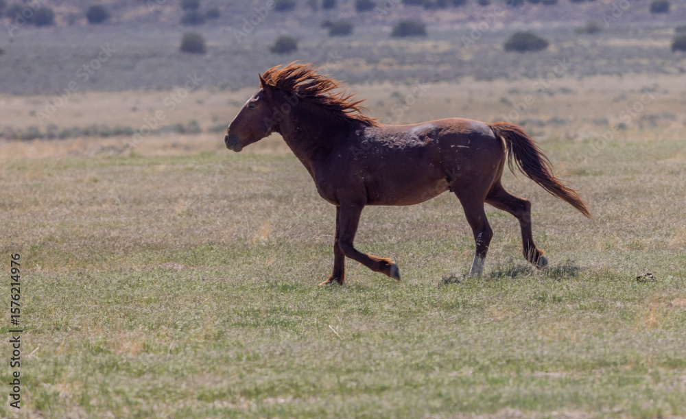Fototapeta premium Wild Horse in the Utah Desert in Springtime