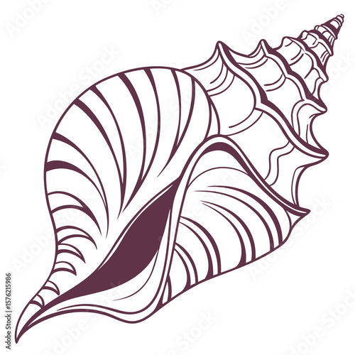 Intricate Line Art Illustration of Conch Shell with Curved Patterns and Decorative Details Highlighting Natural Curves and Textural Elements