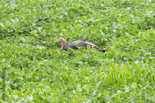 Turkey in a Field