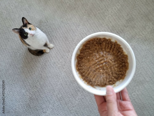 Hand holding a bowl of cat food. Adorable domestic cat waiting for its food. Feeding a pet