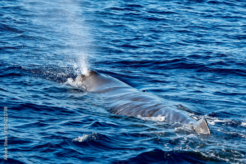 Spermwhale Sperm whale breathing on sea surface close up