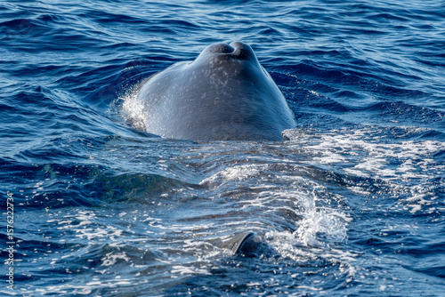 Detail of blowhole of a Spermwhale Sperm whale breathing on sea surface close up
