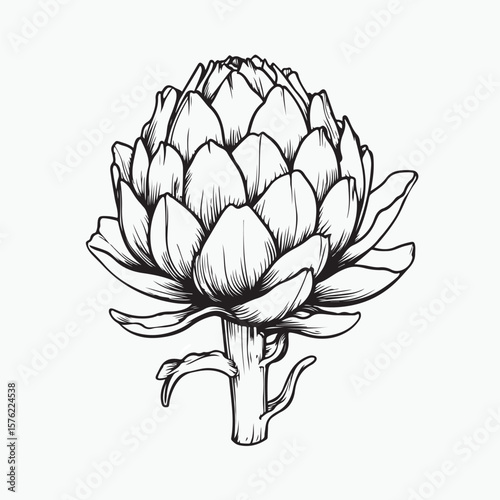 vector illustration of artichoke