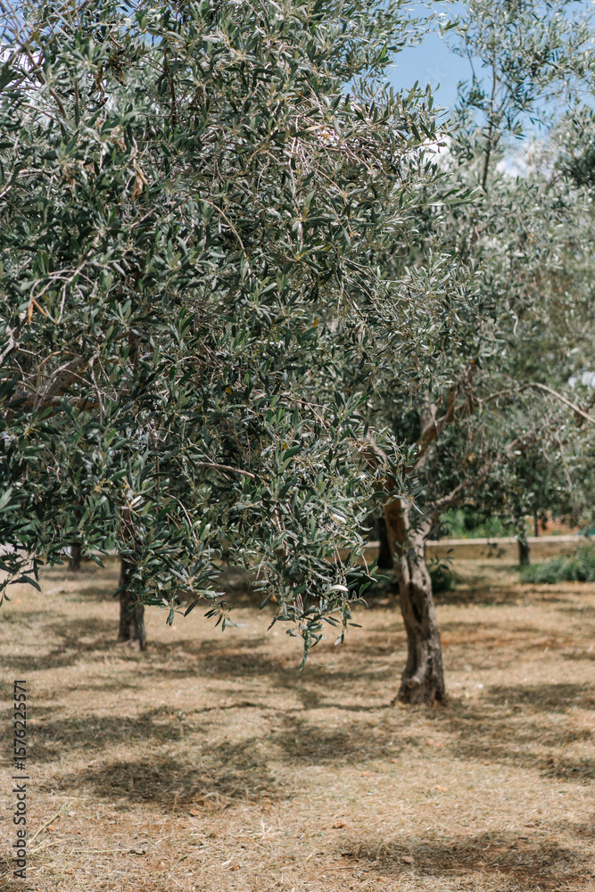 Fototapeta premium old olive tree in the valley in Italy 