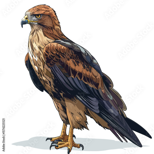 Majestic Brown Eagle with Piercing Gaze and Detailed Plumage Illustration