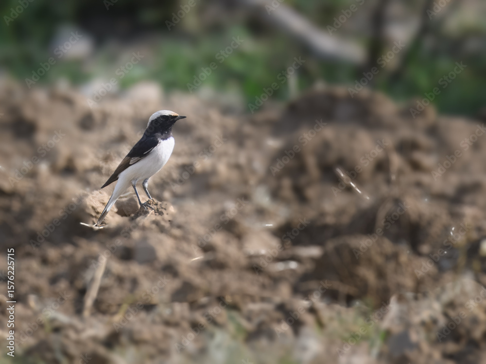 Obraz premium Variable Wheatear (Oenanthe picata)Striking black-and-white songbird. Common in arid deserts and cultivated areas. Insectivorous, photogenic, perfect for nature and wildlife photography.