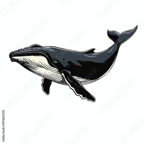 Majestic Humpback Whale with Distinctive Knobby Head and Raised Tail Fin