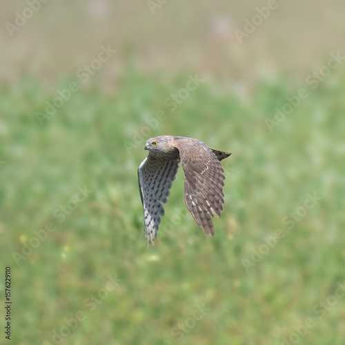 Shikra (Accipiter badius).

Agile hunter darts through trees, bushes, snatches birds and rodents. Common falconry bird in Pakistan.