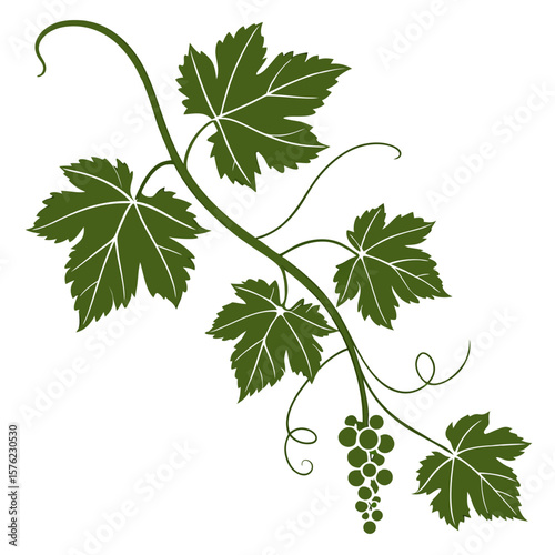Elegant botanical illustration of grapevine leaves and clusters highlighting natural plant growth with intricate leaf details and curling tendrils