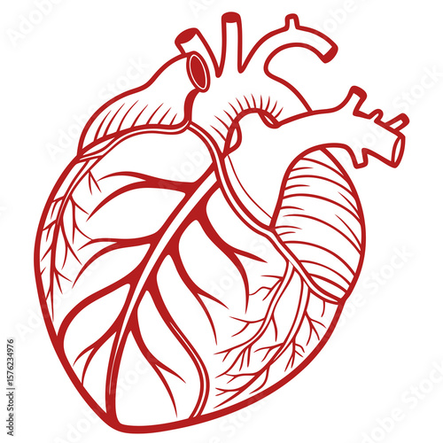 Illustration of a detailed human heart anatomy highlighting arteries and veins in a minimalist line art style suitable for medical publications and