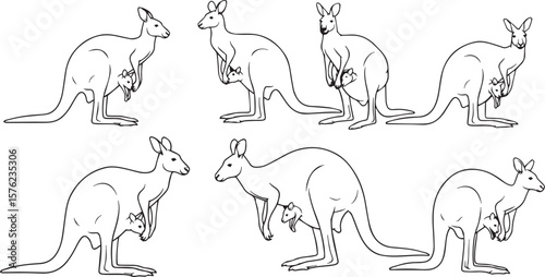 vector illustration of  Kangaroo