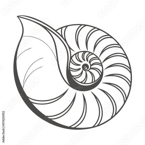 Elegant monochrome spiral seashell illustration emphasizing natural geometric patterns and artistic simplicity with a focus on organic forms and