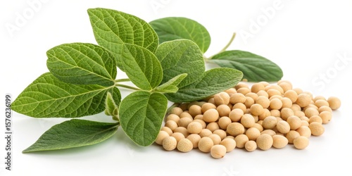 Soybeans and Lush Green Leaves A Fresh Harvest , Legumes, Agriculture