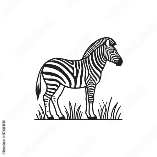 Zebra Standing Isolated in Black and White Vector Illustration
