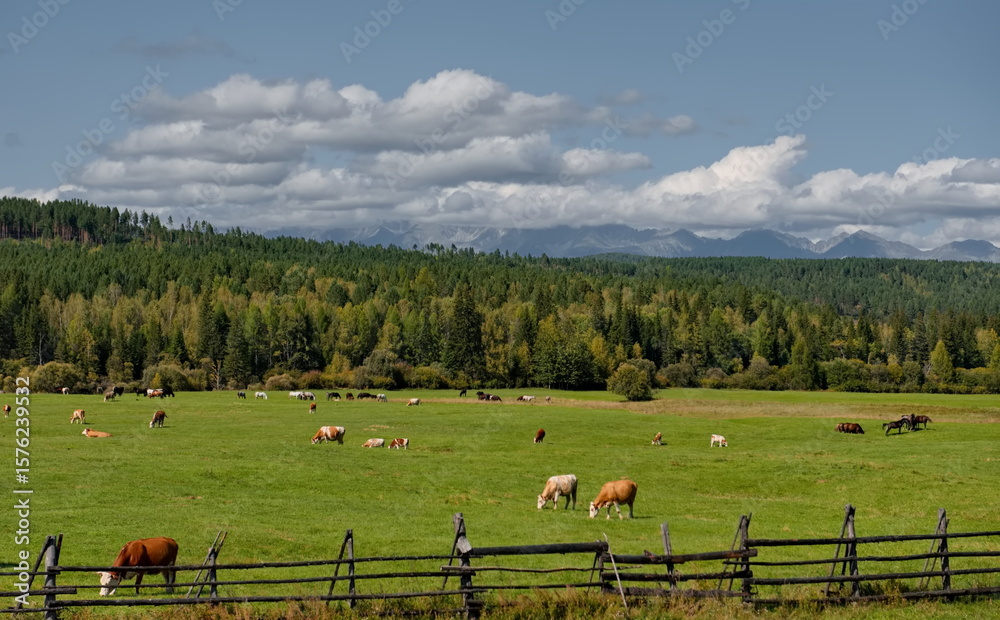 Obraz premium Russia, Buryatia. View of green pastures with herds of livestock against the background of the Sayan Mountains covered with clouds.