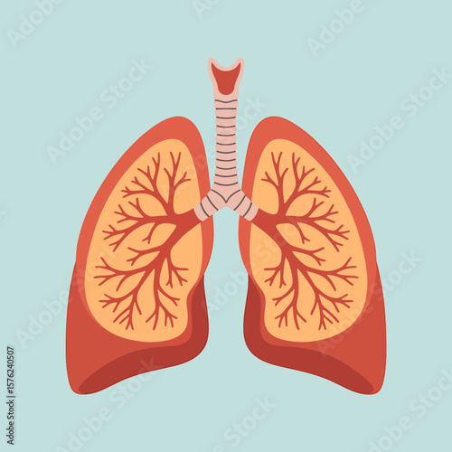 Detailed Medical Illustration of Human Lungs Anatomy and Respiratory System