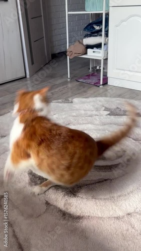 A cat plays with its tail. The cat is ginger and white. Vertical video..