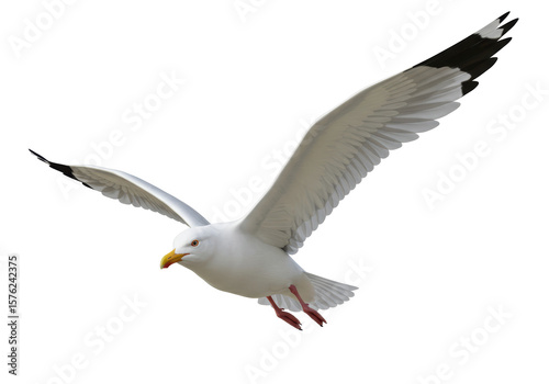 Fototapeta Naklejka Na Ścianę i Meble -  Isolated Seagull Graceful Flight Against the Wind