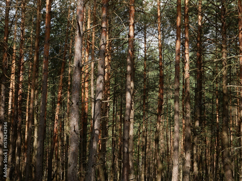 Fototapeta premium pine trees in the forest