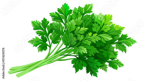Fresh green parsley bunch tied with twine isolated on white background.