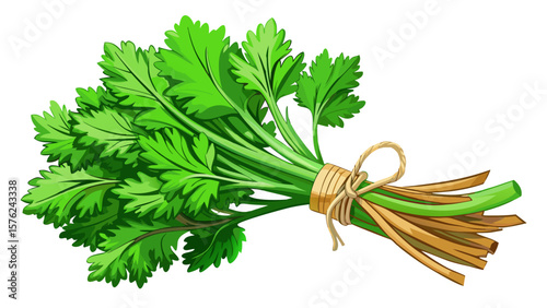 Fresh green parsley bunch tied with twine isolated on white background.