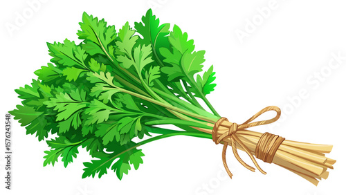 Fresh green parsley bunch tied with twine isolated on white background.