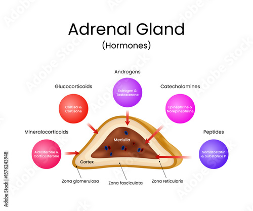 Adrenal Gland and Hormones Detailed Diagram
