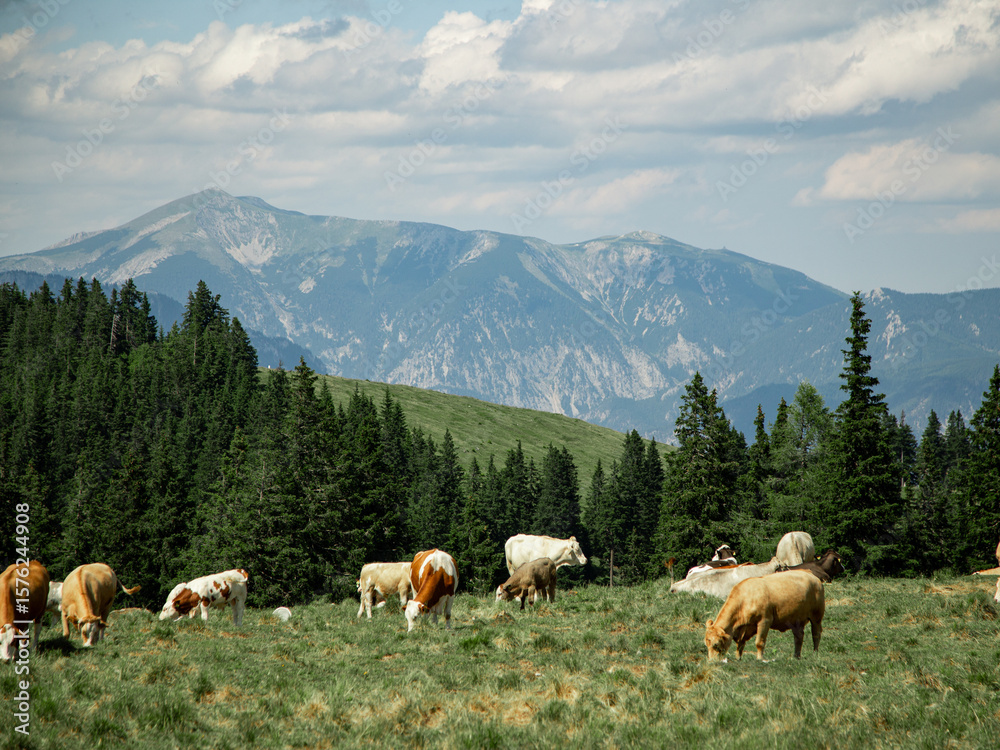 Fototapeta premium A scenic mountain pasture in the Alps, where cows peacefully graze on lush green grass. In the background, majestic Alpine peaks rise against the sky, creating a dramatic and tranquil natural setting.