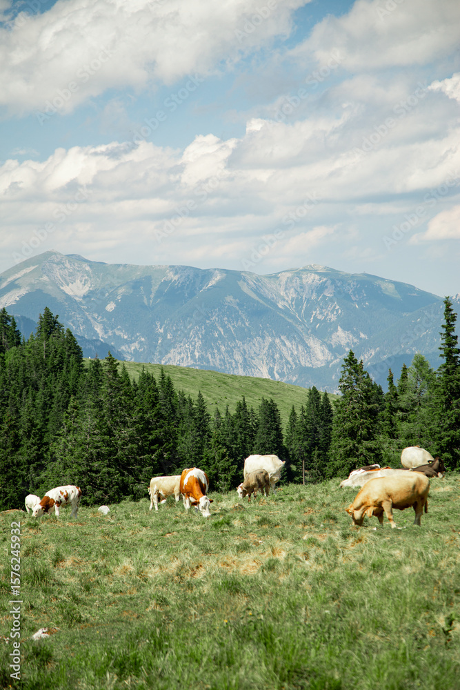 Fototapeta premium A scenic mountain pasture in the Alps, where cows peacefully graze on lush green grass. In the background, majestic Alpine peaks rise against the sky, creating a dramatic and tranquil natural setting.