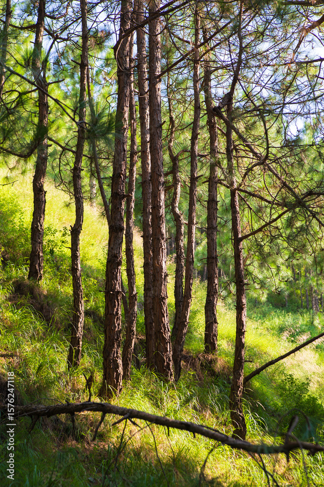 Naklejka premium forest in autumn