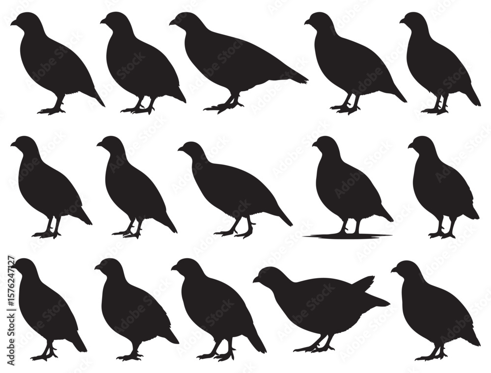 Fototapeta premium PARTRIDGE BIRD SILHOUETTE