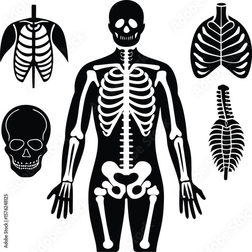 Vector illustration of human skull and skeleton for anatomy, medical, and Halloween designs, halloween graphic, scary art, skeleton vector