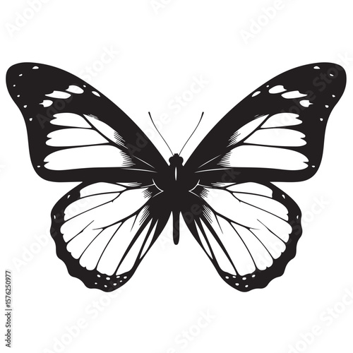 Black and white butterfly illustration, vector graphic design element