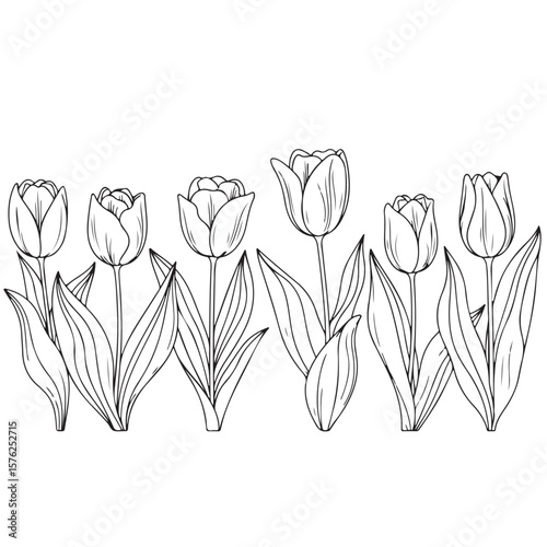 Black and white tulip line art illustration, vector floral design element