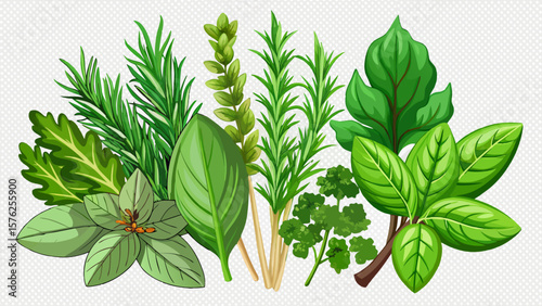 fresh mediterranean herbs isolated over a transparent background rosemary, sage, basil and thyme, farm fresh food and healthy diet herbal design elements,