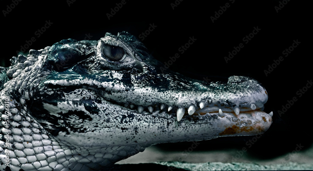 Fototapeta premium Black caiman`s head. Latin name - Melanosuchus niger