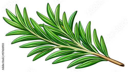 Rosemary leaf herbal is spices isolated on white background
