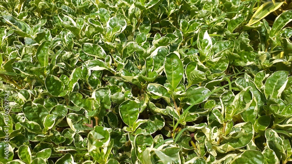 Obraz premium White variegated purslane plant or Coprosma repens in the garden. Also known as taupata, tree bedstraw, mirror bush, looking-glass bush, New Zealand laurel and shiny leaf. Natural green wallpaper.