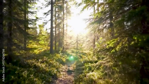 Wallpaper Mural Forest Path with Sunlight Torontodigital.ca
