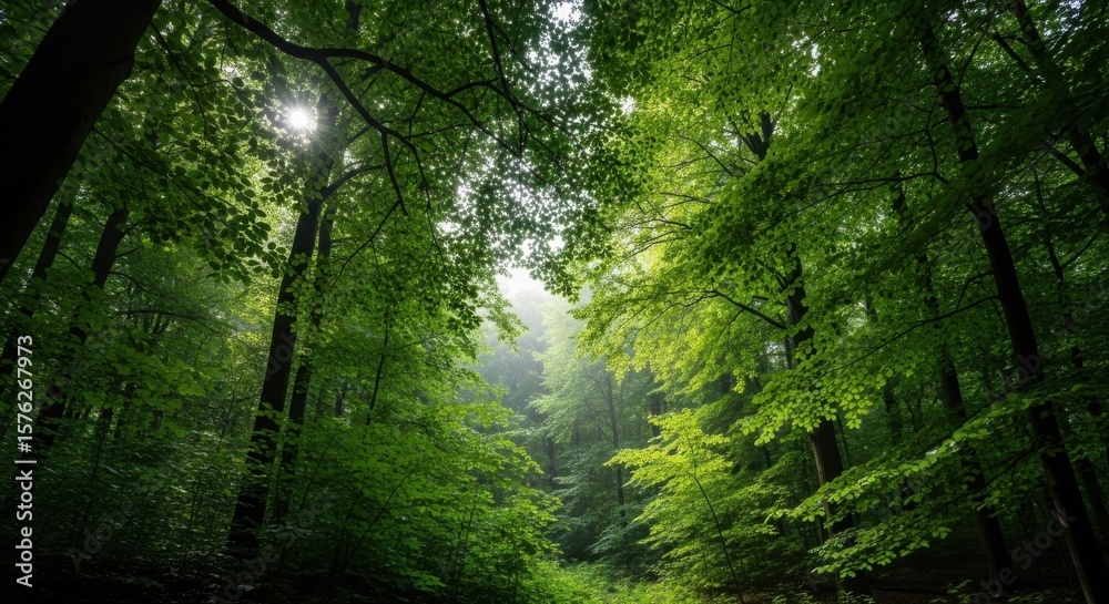Obraz premium Sunlight filtering through a dense forest canopy creating a magical atmosphere