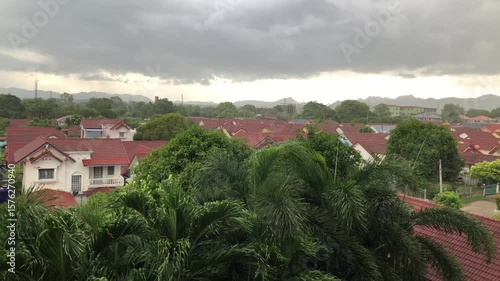 Storming is coming palm leaf tree moving aggressive