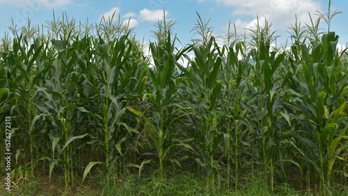 Photos Corn fields in the countryside